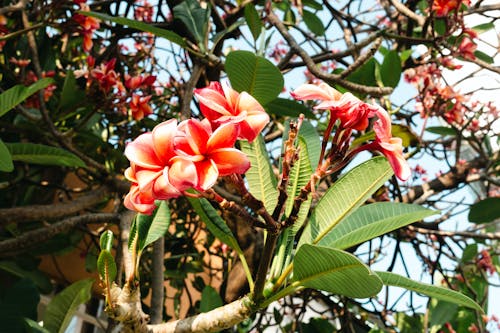 Immagine gratuita di abbondanza, albero, aloha