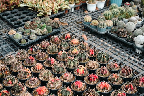 A variety of cactus plants in pots on a table