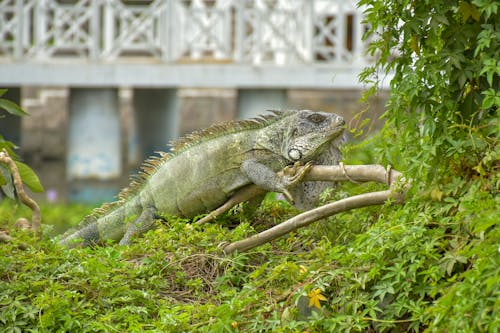 Foto profissional grátis de animal, exótico, fechar-se