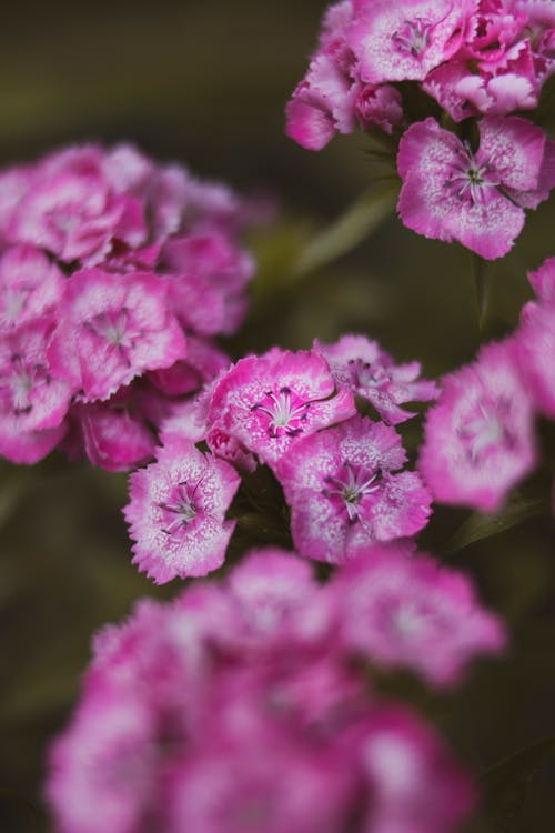 Photographie Peu Profonde De Fleurs Violettes
