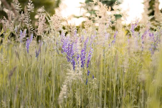 Purple Lavender Flower