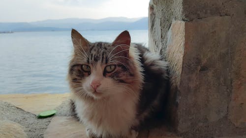 Witte En Grijze Kat In De Buurt Van Muur