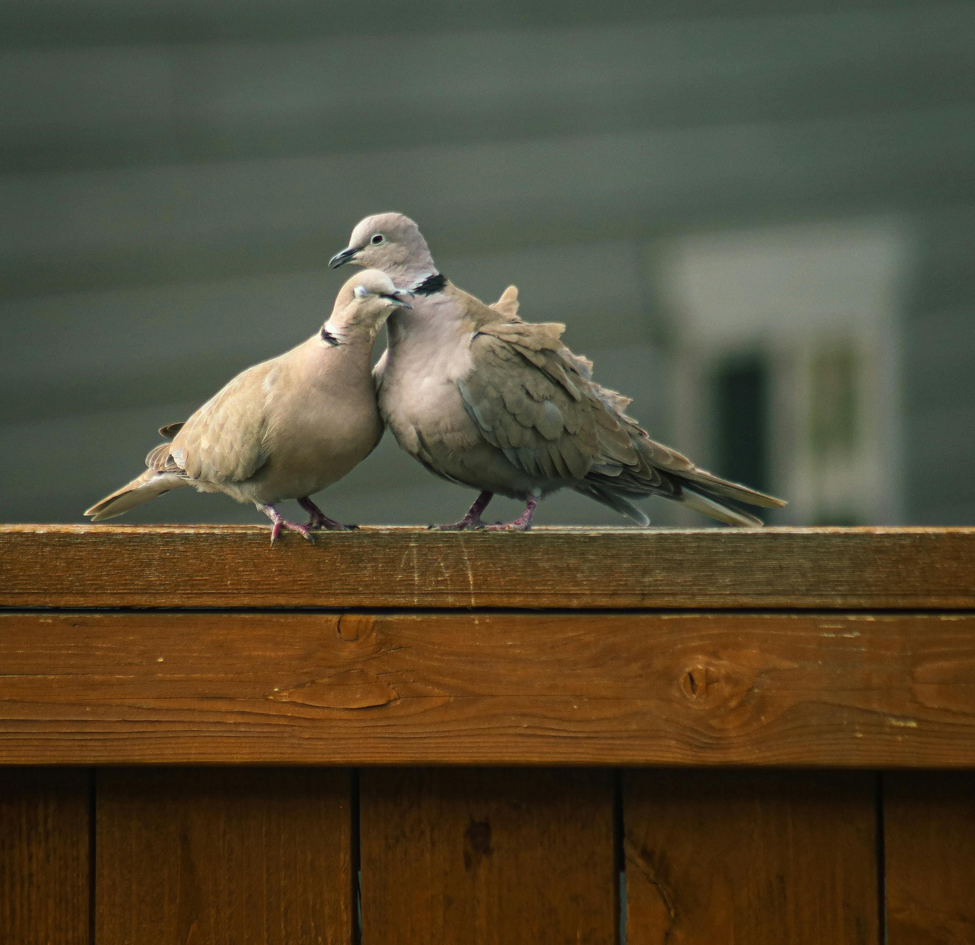 Birdwatching in Ecuador