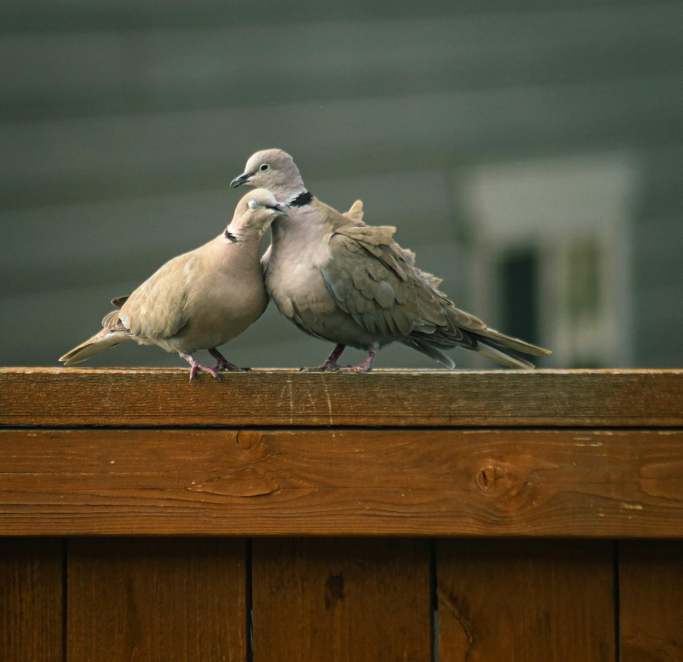 Birdwatching in Ecuador
