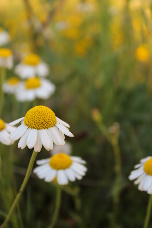 Foto profissional grátis de adobe, ancara, flores da primavera