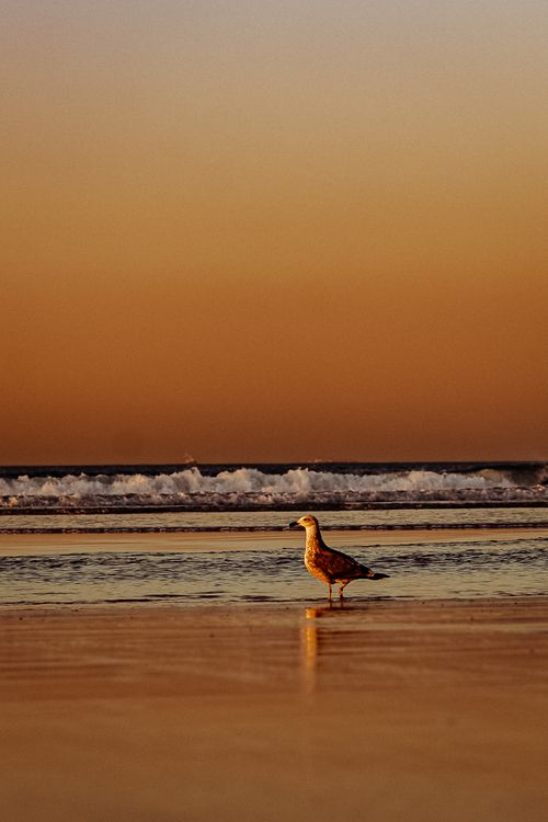 Free A seagull stands on a sandy beach during a stunning sunset, with waves gently breaking. Stock Photo