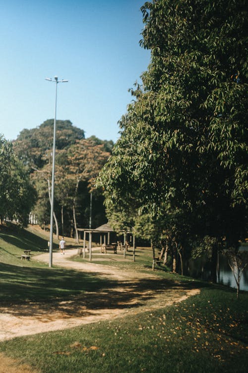 A park with a path and trees