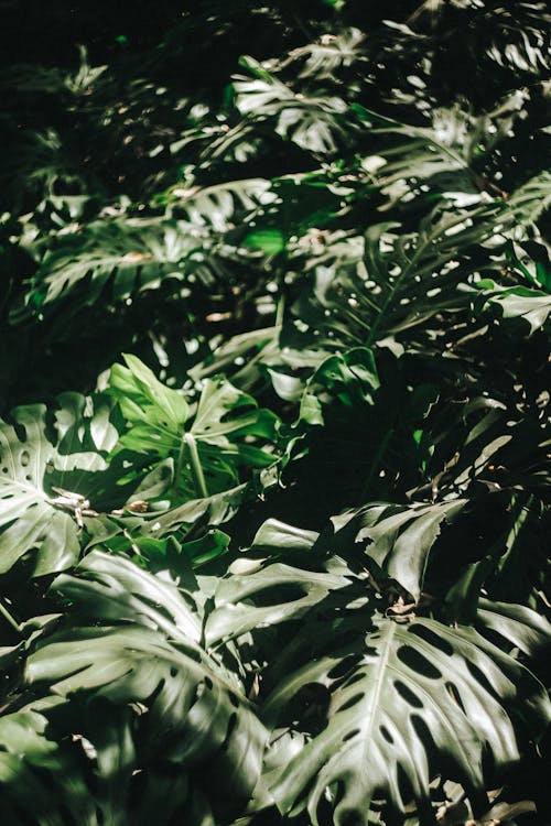 A close up of a green leafy plant