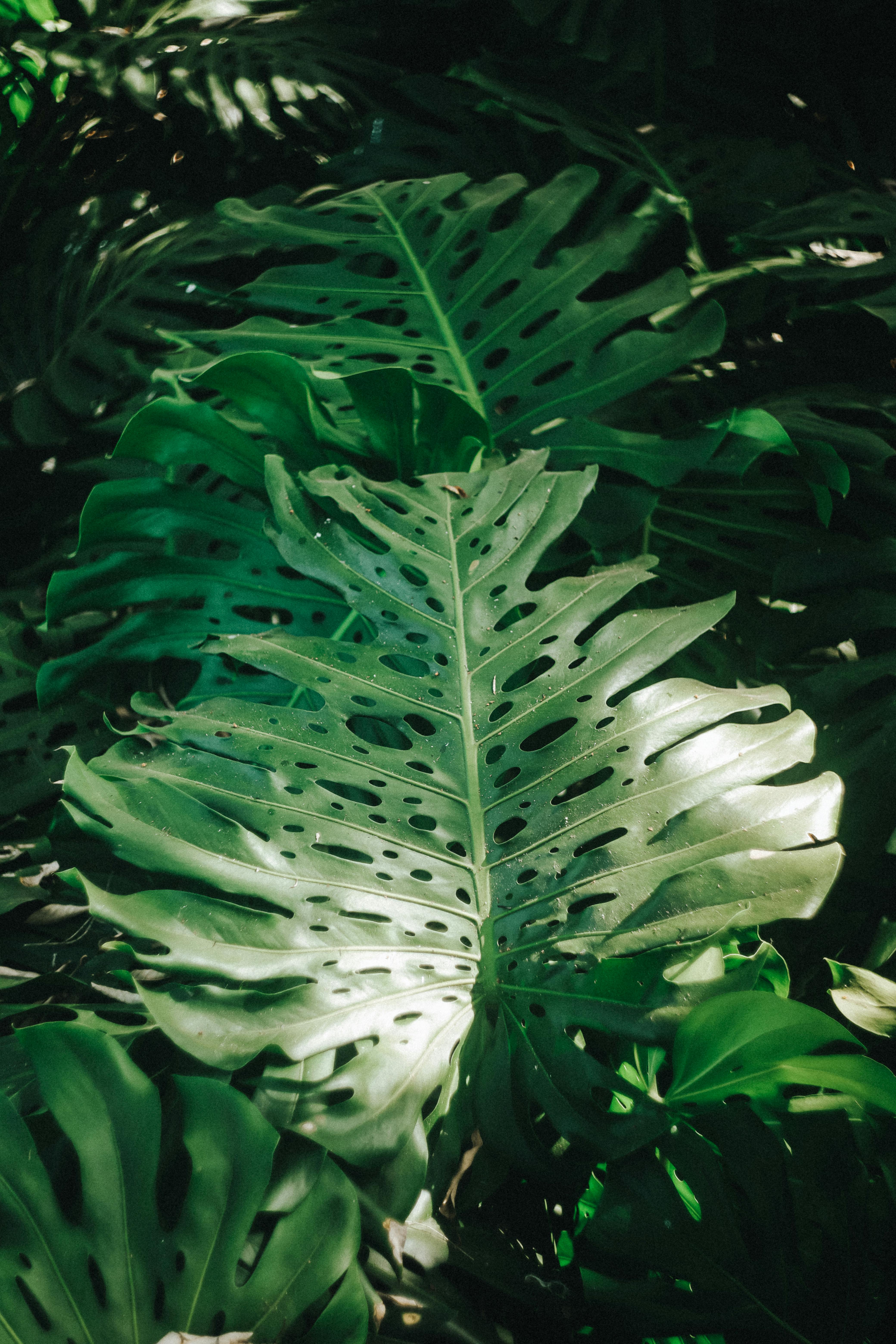Close-up of vibrant Monstera deliciosa leaves in sunlight, highlighting tropical lushness and exotic greenery.