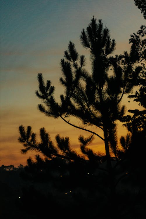 A silhouette of a pine tree at sunset