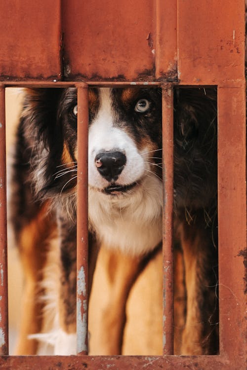 A dog looking through a metal gate