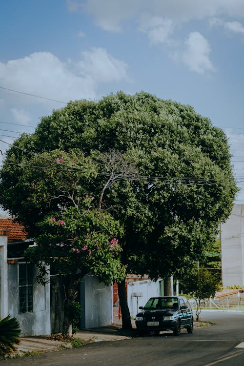 Δωρεάν στοκ φωτογραφιών με αρχιτεκτονική, δέντρο, δρόμος