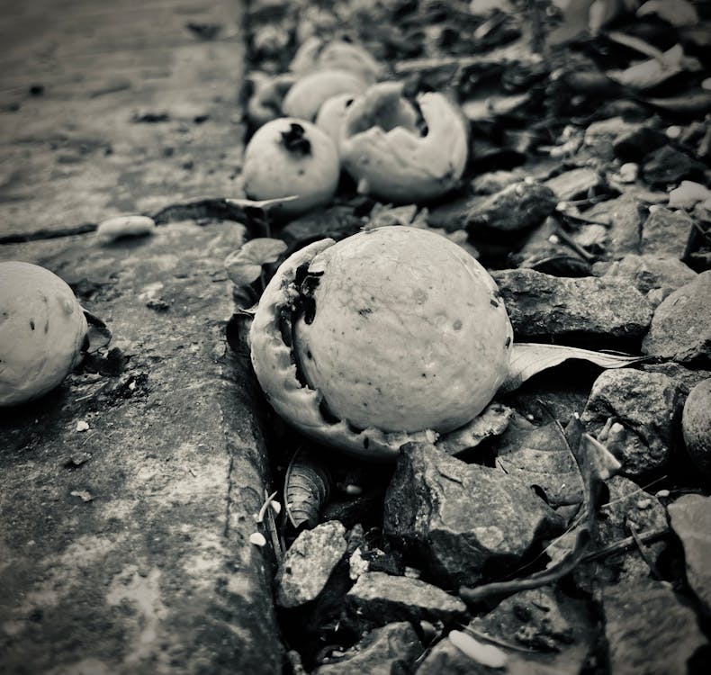 Death and Decay B/W