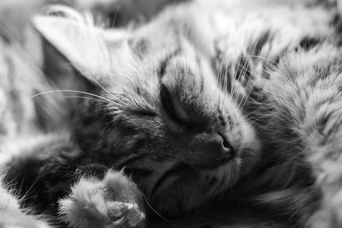 Free A peaceful close-up of a sleepy domestic cat captured in black and white. Stock Photo