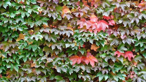 Ingyenes stockfotó borostyán levelek, levelek, ősz témában