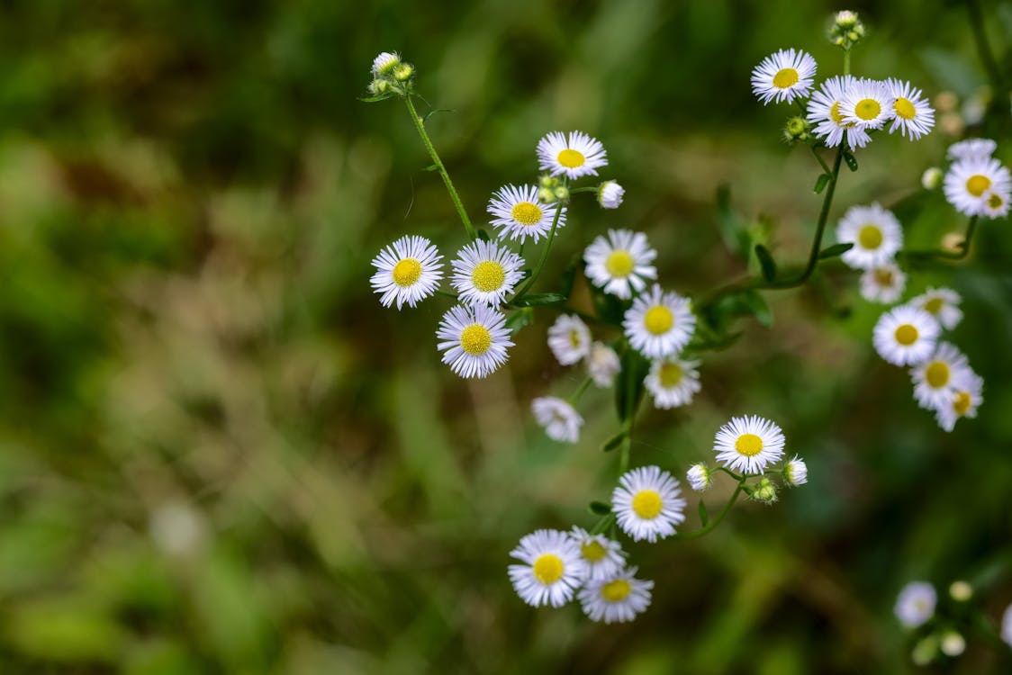 คลังภาพถ่ายฟรี ของ hd, ขาว, ดอกไม้