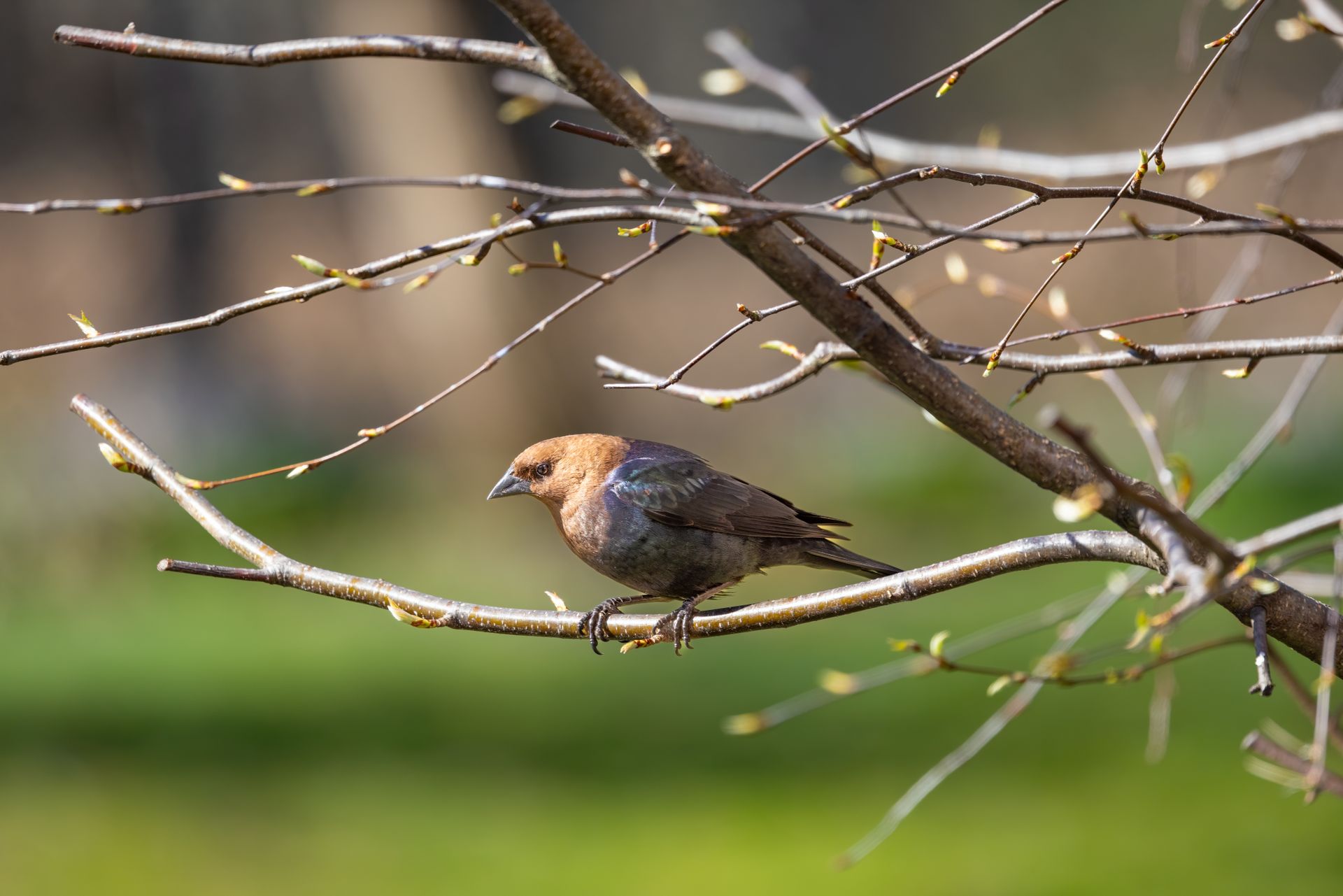 Brown-headed Cowbird Perching on Branch