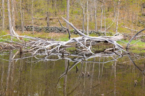 Foto profissional grátis de água, árvores, hd