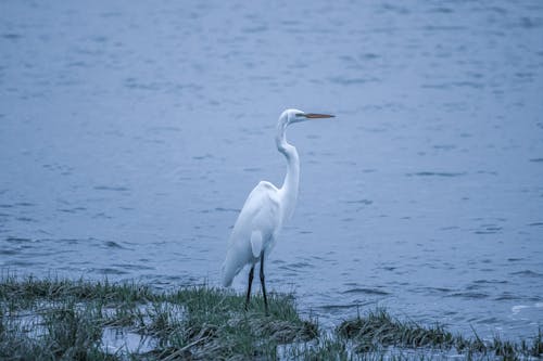 Free A serene great egret stands by the river in Stamford, CT, showcasing its elegance. Stock Photo
