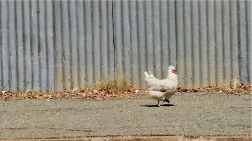 Ingyenes stockfotó csirke, csirke átkelő úton, csirke sétáltatás témában