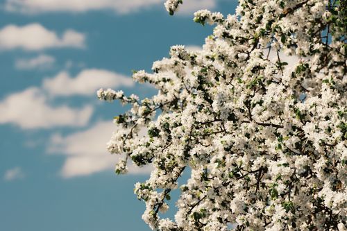 Free A beautiful display of cherry blossoms under a bright blue sky in spring. Stock Photo