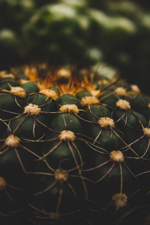 Free Close-up view of a green cactus with spikes, showcasing natural texture and pattern. Stock Photo