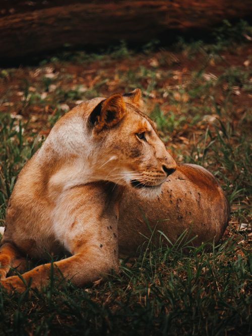 Free A calm lioness lounging amid the natural beauty of Nairobi's wildlife habitat. Stock Photo