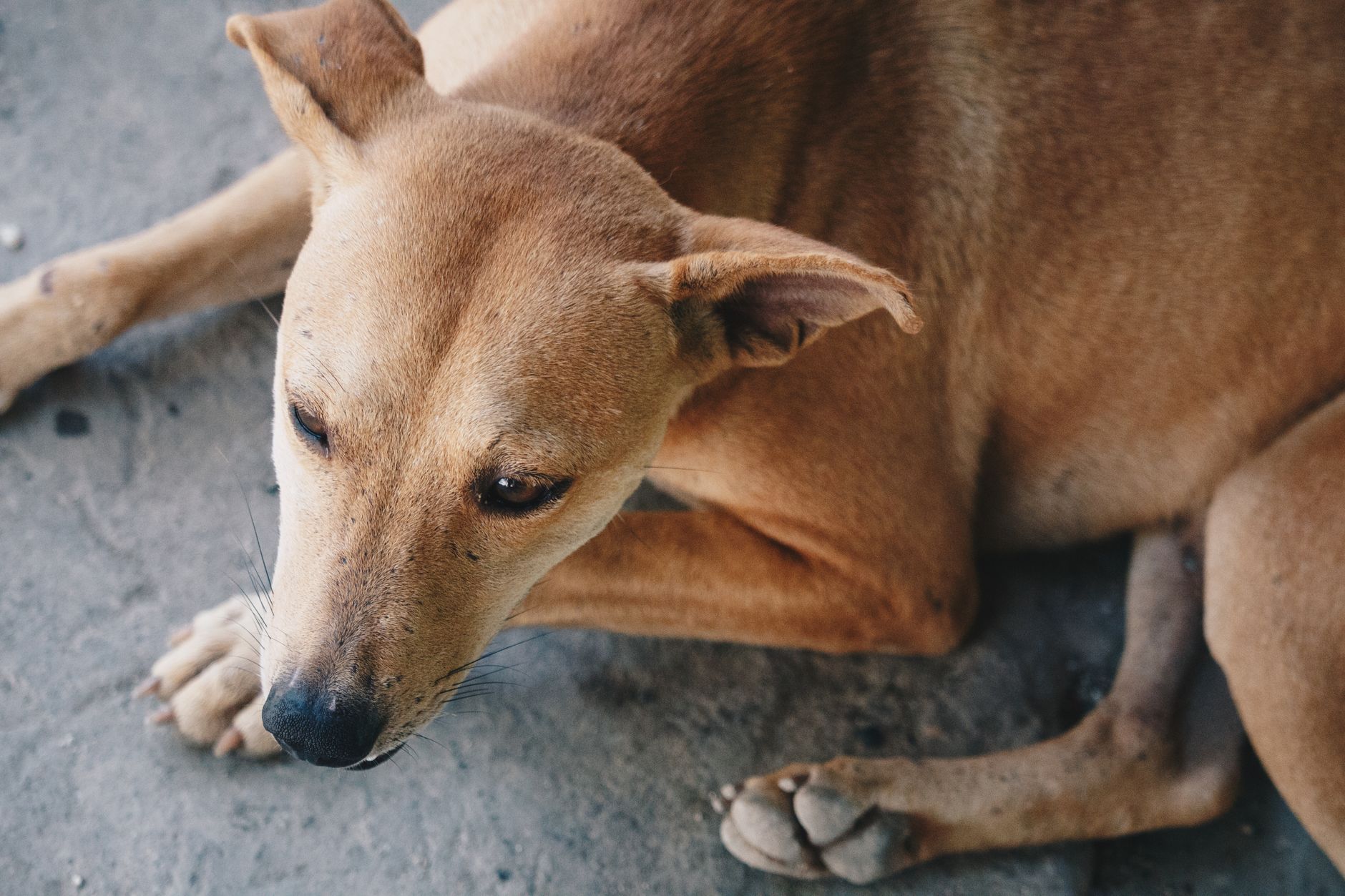 Portrait of a dog at a veterinary clinic