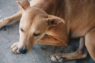 一只棕色的狗平静地趴在混凝土上，享受着户外明媚的阳光