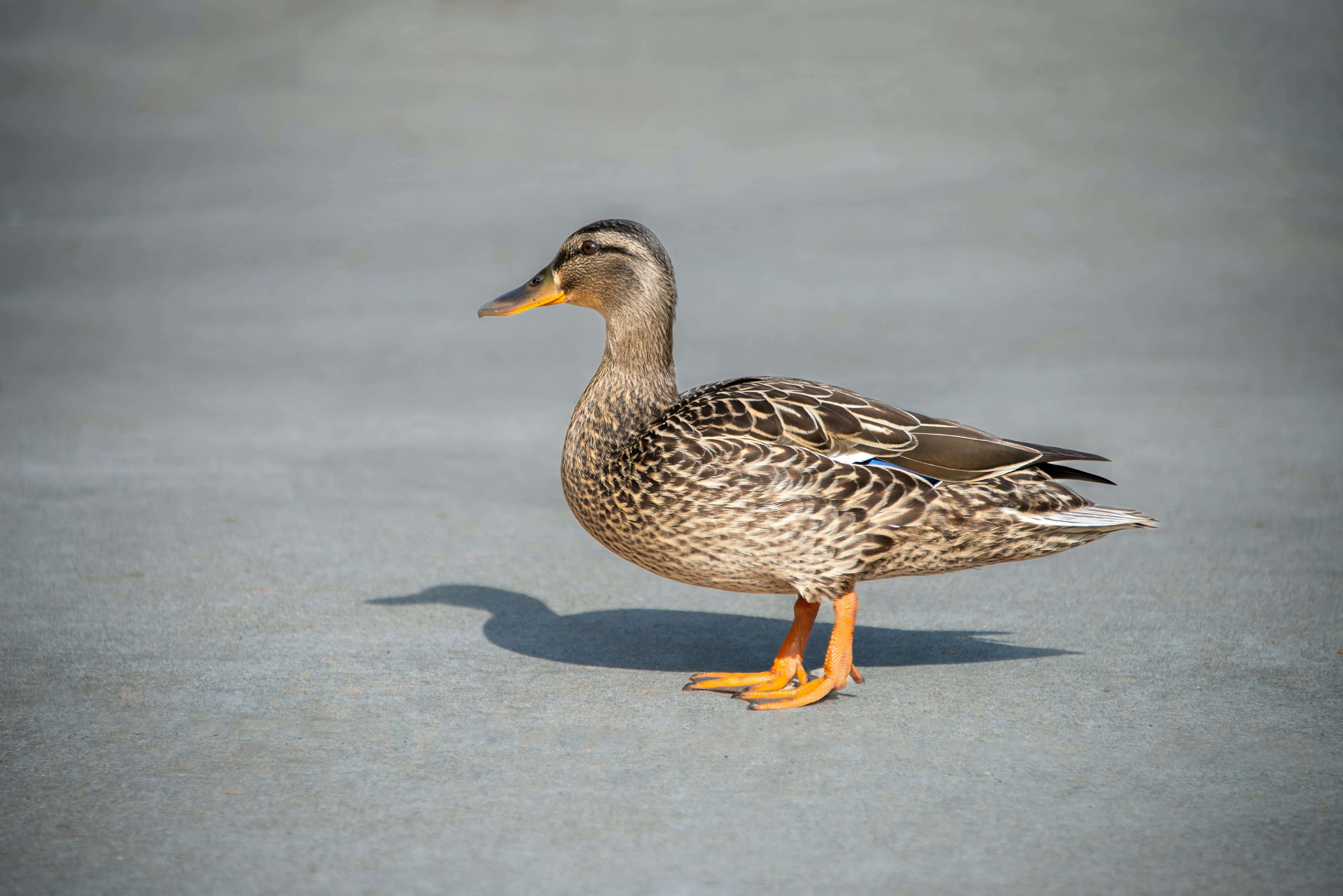 Duck Standing on Pavement in Sunlight · Free Stock Photo