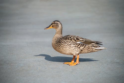 A duck standing on a concrete surface