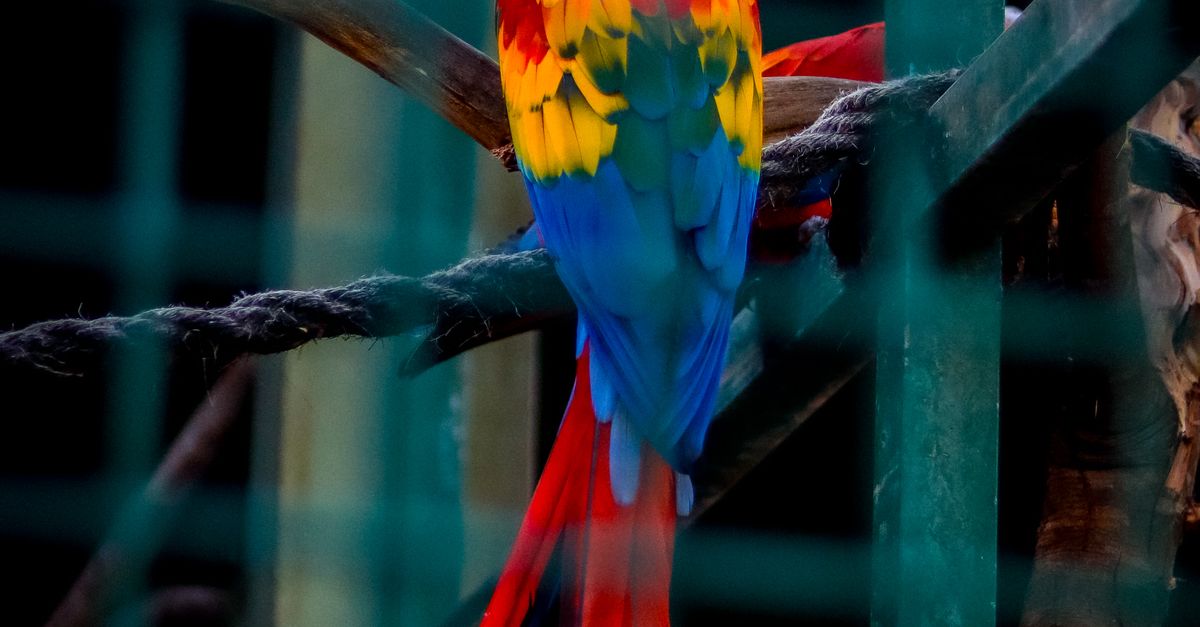 Back View of Scarlet Macaw in Aviary Cage · Free Stock Photo