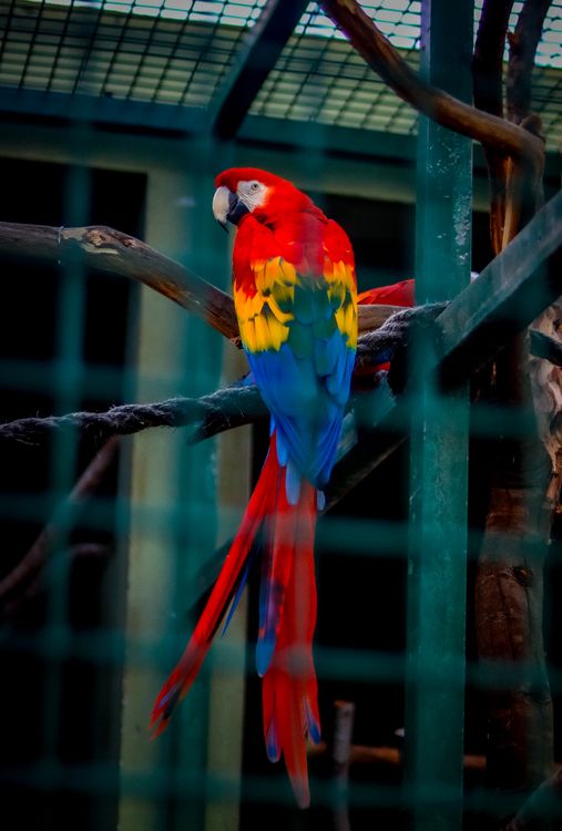 Illustration of Macaw Cages With Blue Neon Lights