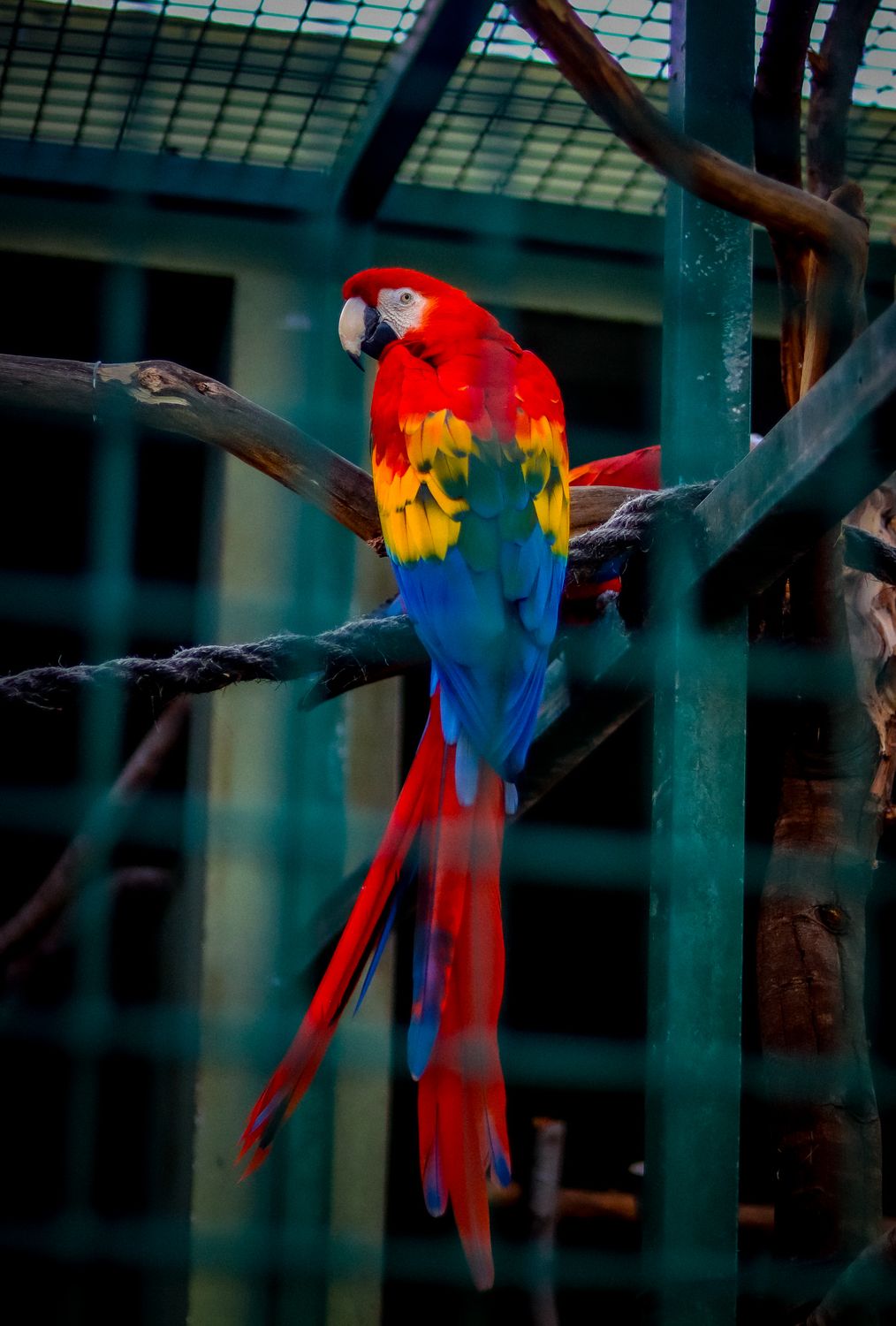 Back View of Scarlet Macaw in Aviary Cage · Free Stock Photo