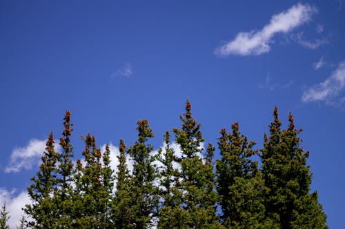 Pine Trees & Sky