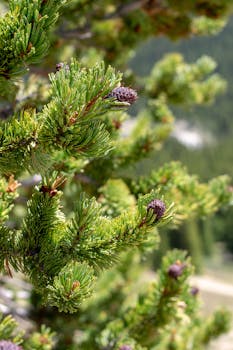 Close-up of vibrant evergreen needles and pinecones in a Colorado forest during summer.