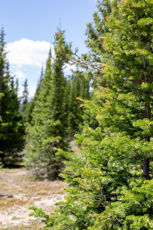 Coniferous Trees