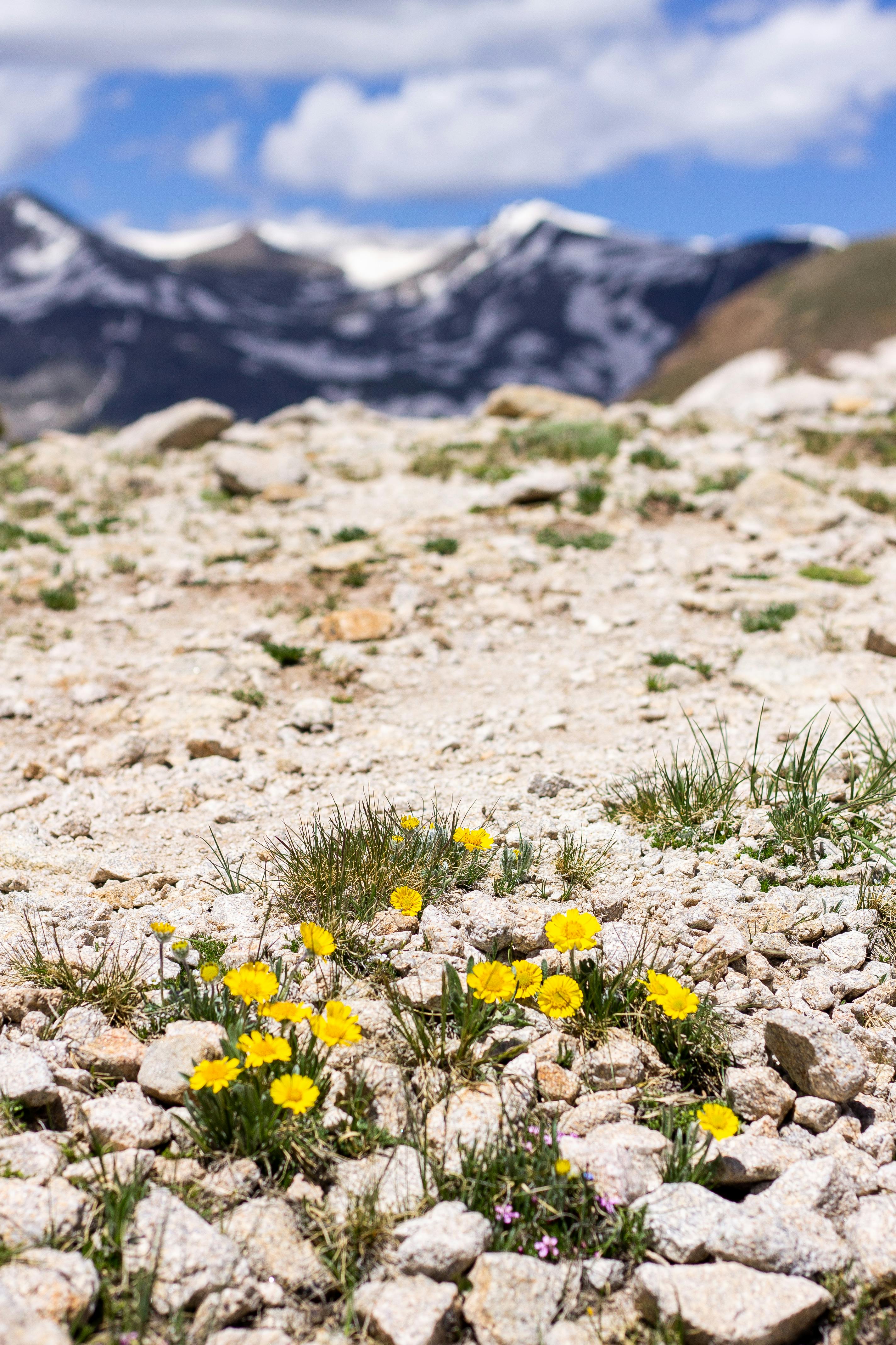 yellow wildflowers with mountain range