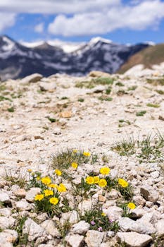 Bright yellow wildflowers bloom on a rocky slope with snowy mountains in the background.
