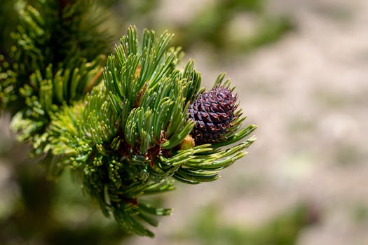 Detailed close-up of green pine needles and cone in Breckenridge, CO.