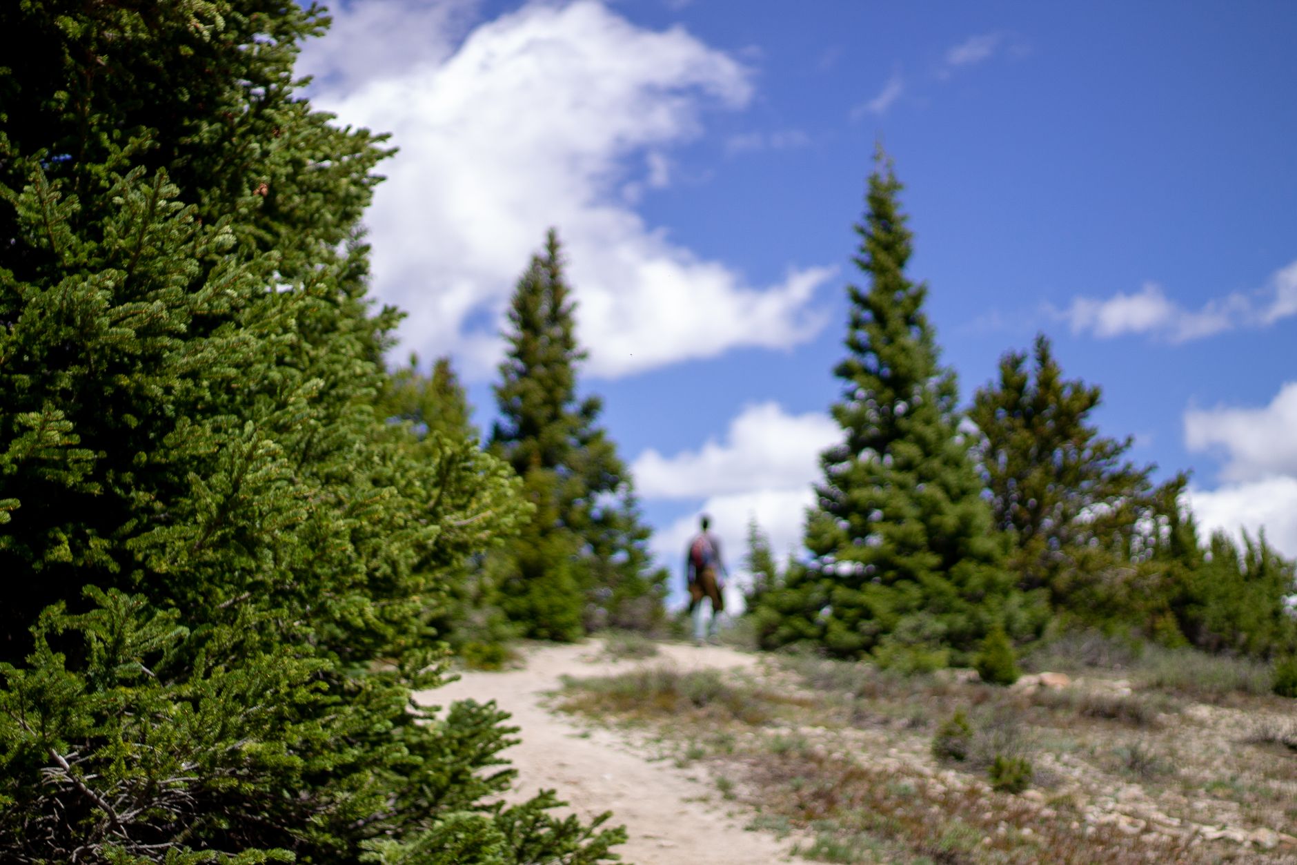Hiker on a forested trail near Breckenridge, Colorado