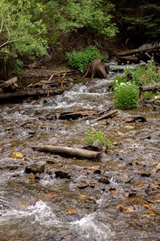 Scenic view of a stream flowing through a lush forest in Breckenridge, CO.