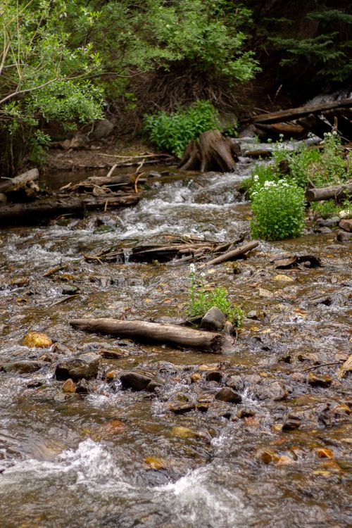 Free Scenic view of a stream flowing through a lush forest in Breckenridge, CO. Stock Photo