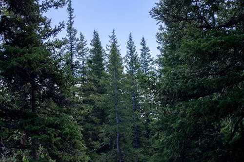 Conferous Trees & Sky