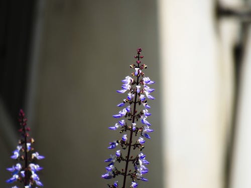lavender Flower 