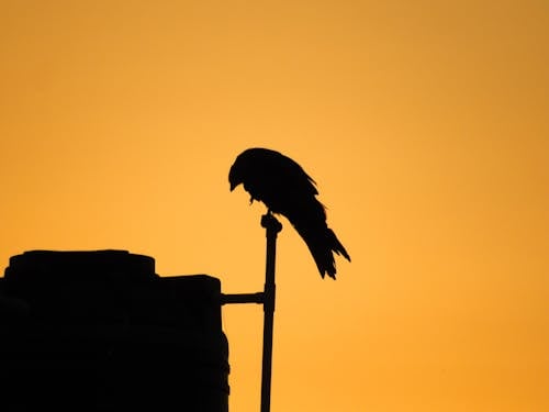 Imagine de stoc gratuită din fotografie de păsări, fundal apus de soare, lumini și umbre