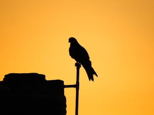 eagle Shadow in the sunset background 