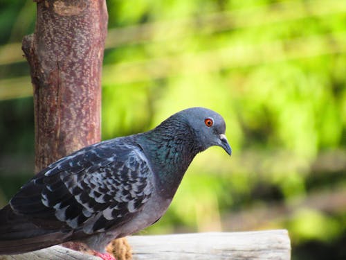 pigeon 