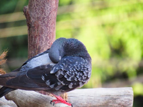 Imagine de stoc gratuită din fotografie de păsări, porumbel sălbatic