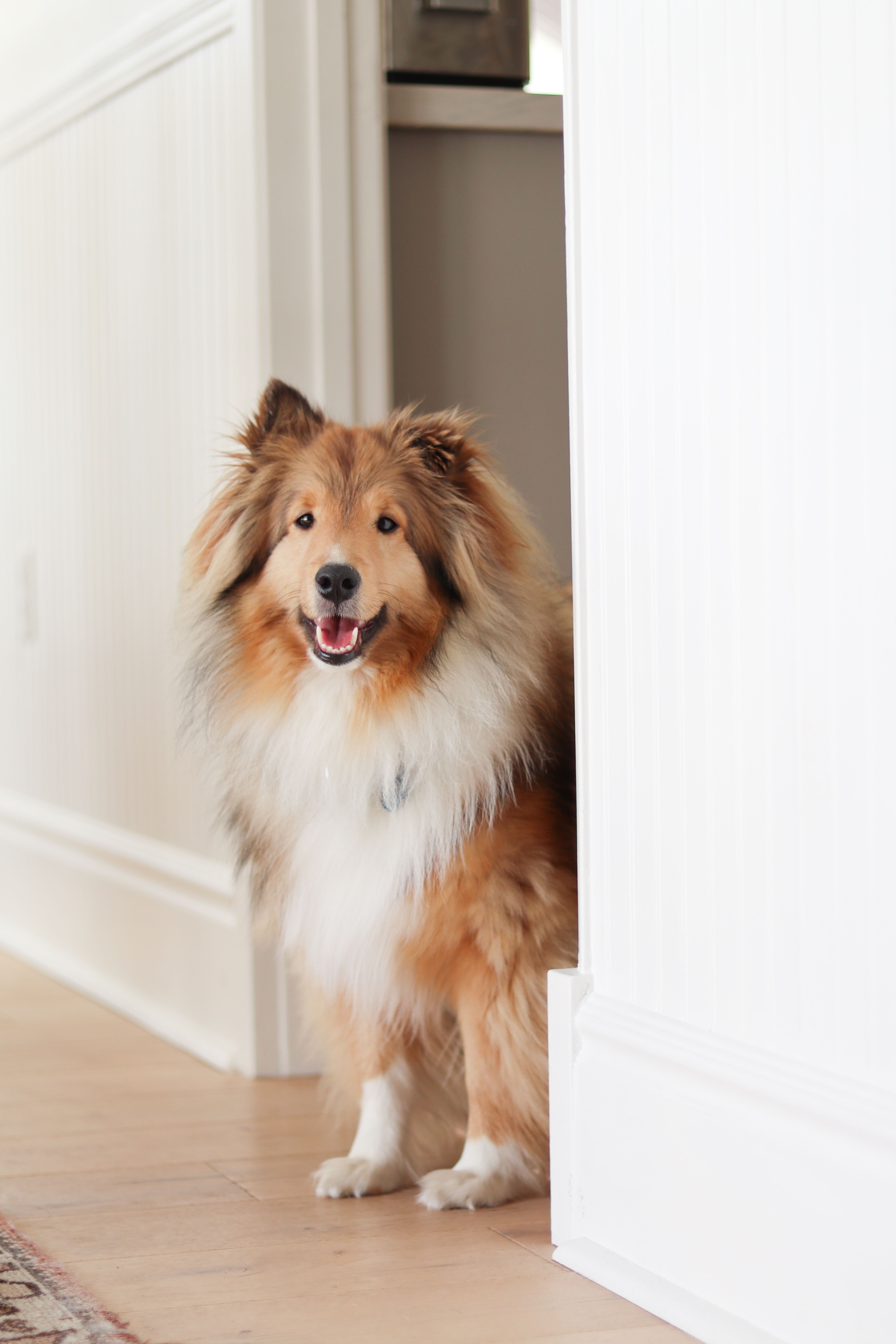 Foto Stok Gratis Tentang 50mm Anjing Anjing Gembala